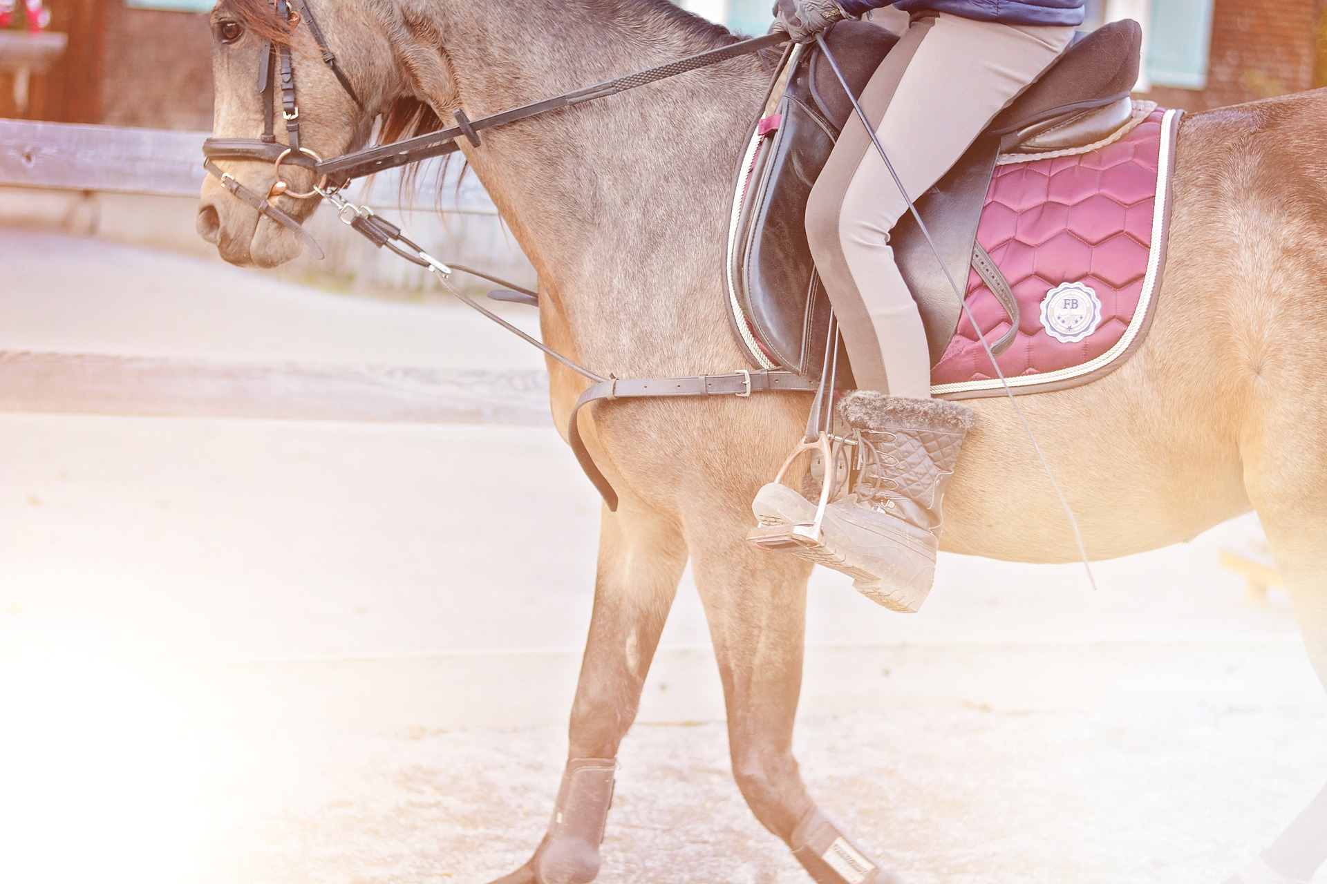 Horse2