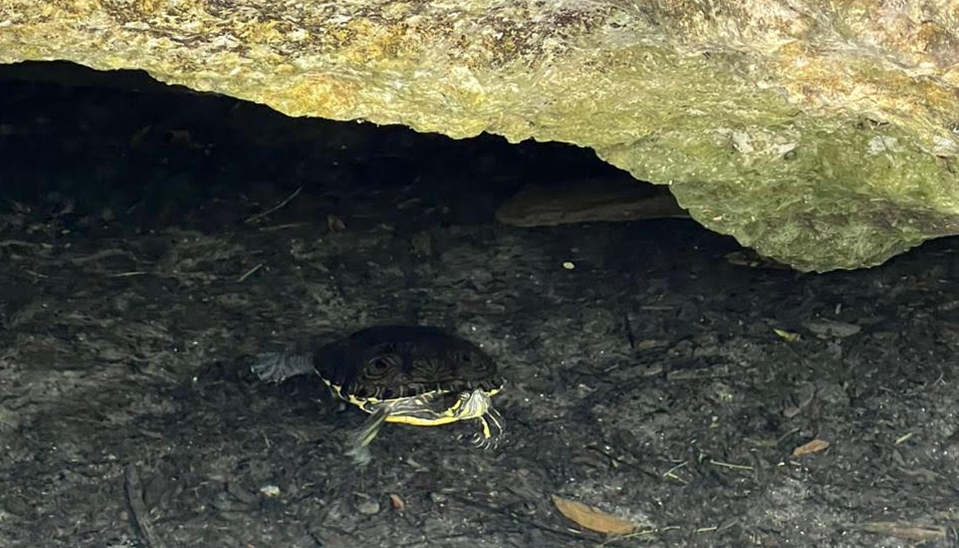 Cenotes